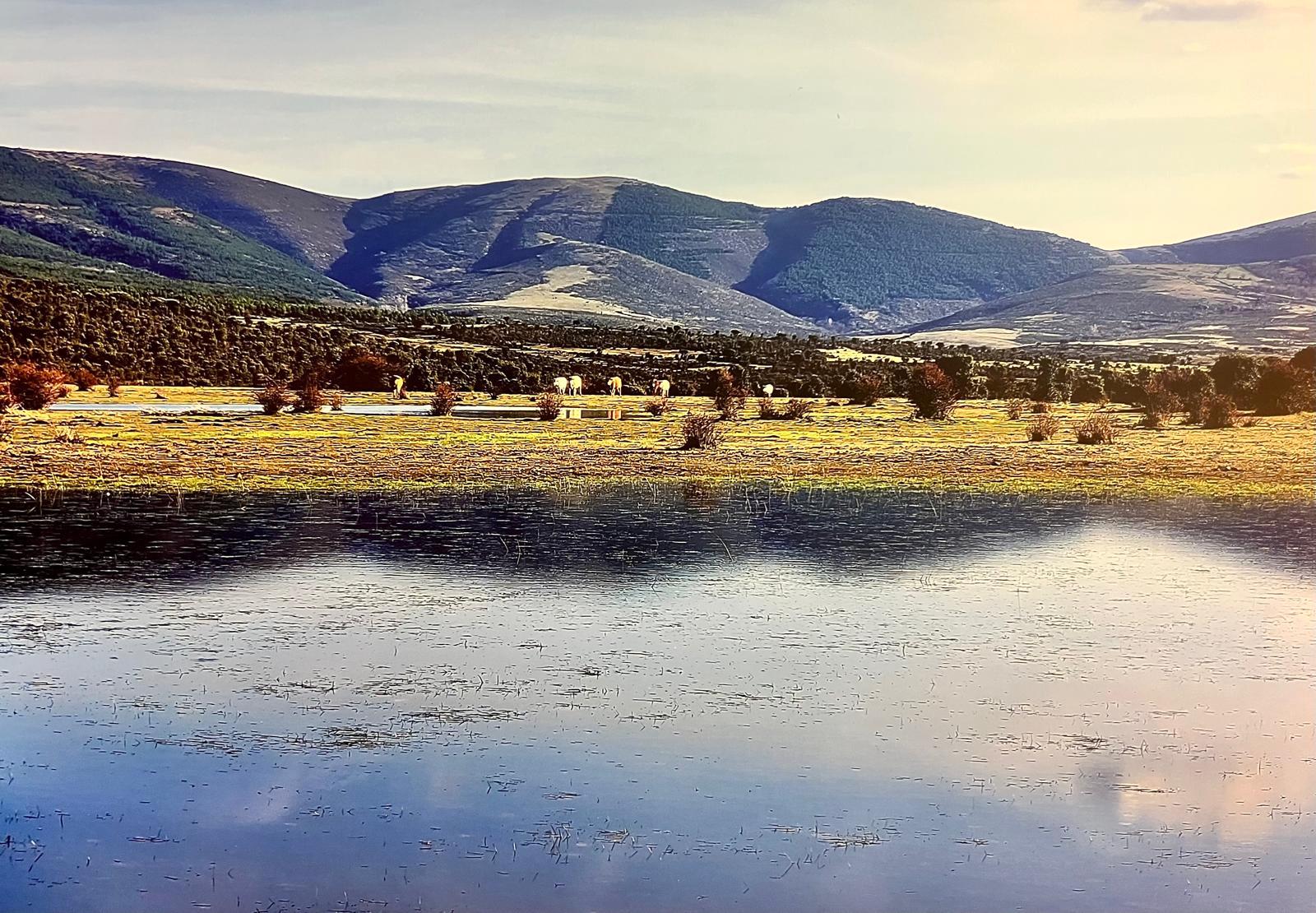 Vacas en las lagunas de la Sierra de Ayllón